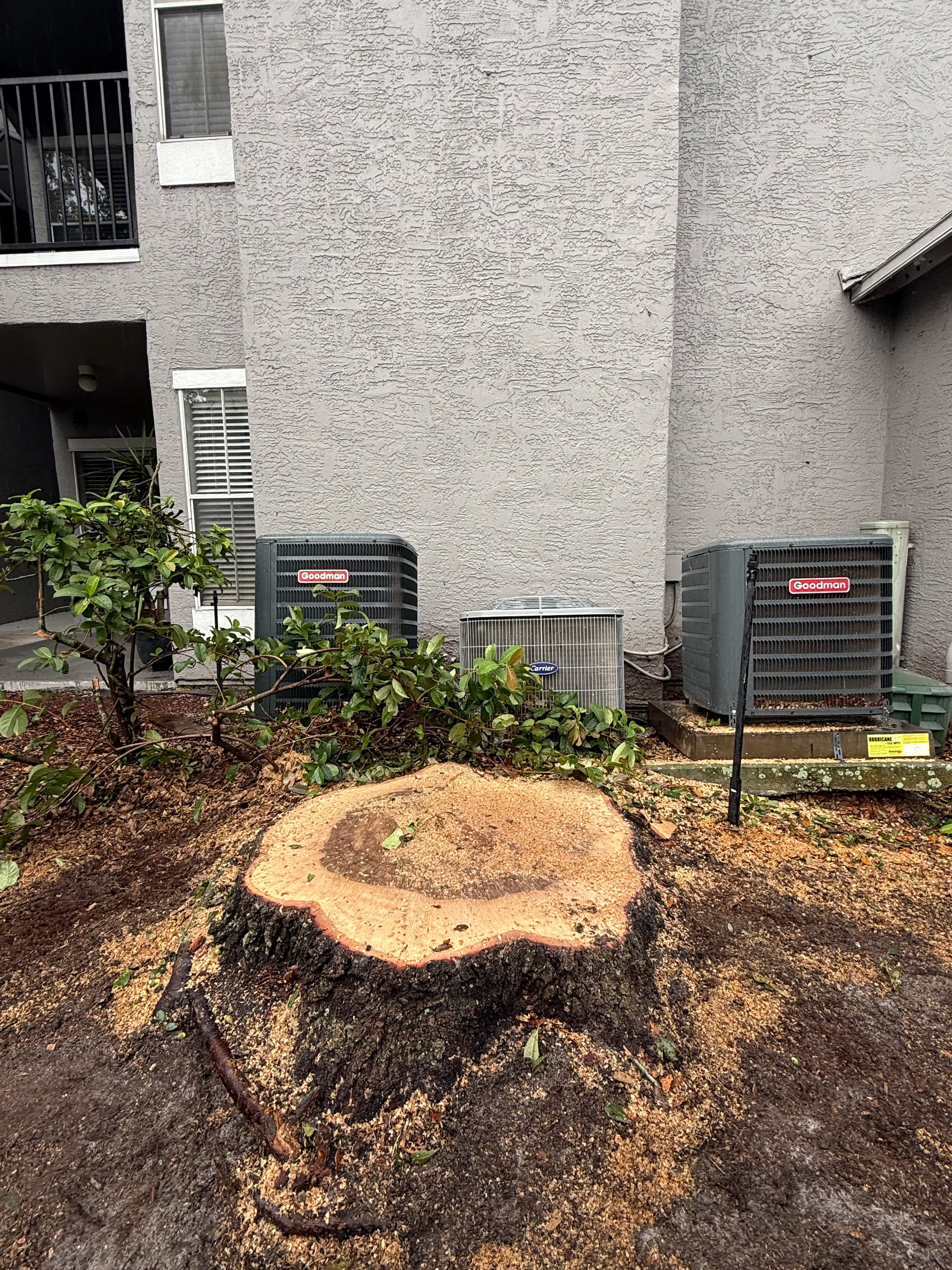 Project Stump Removal Protecting AC Units at Maitland Summit Apartments image
