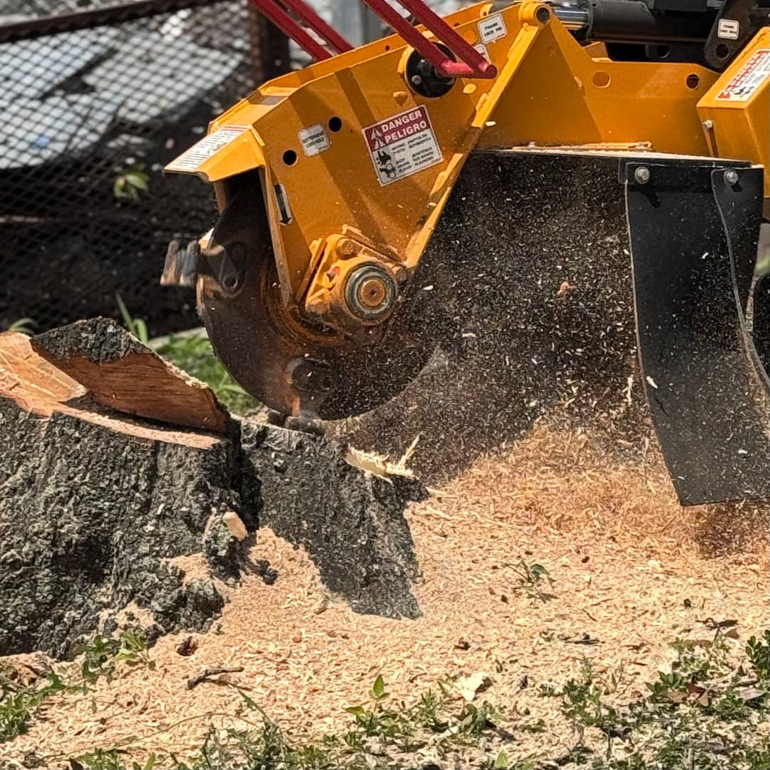 Tree stump grinder in action, grinding wood and creating sawdust outdoors.