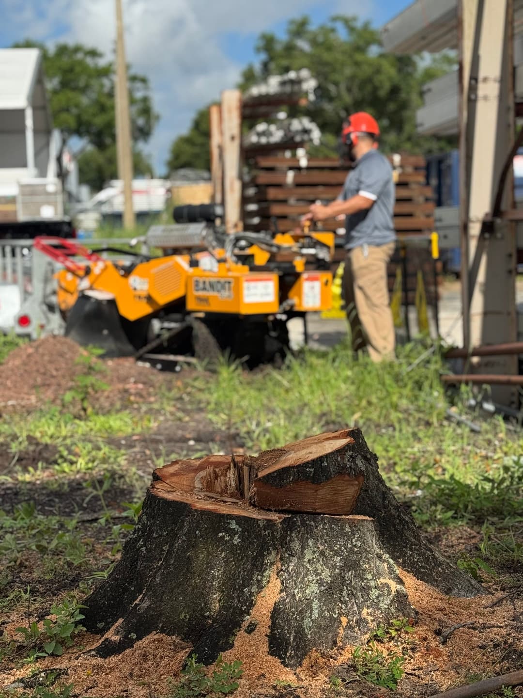 Tree stump in foreground with a worker using a Bandit wood chipper in a yard.