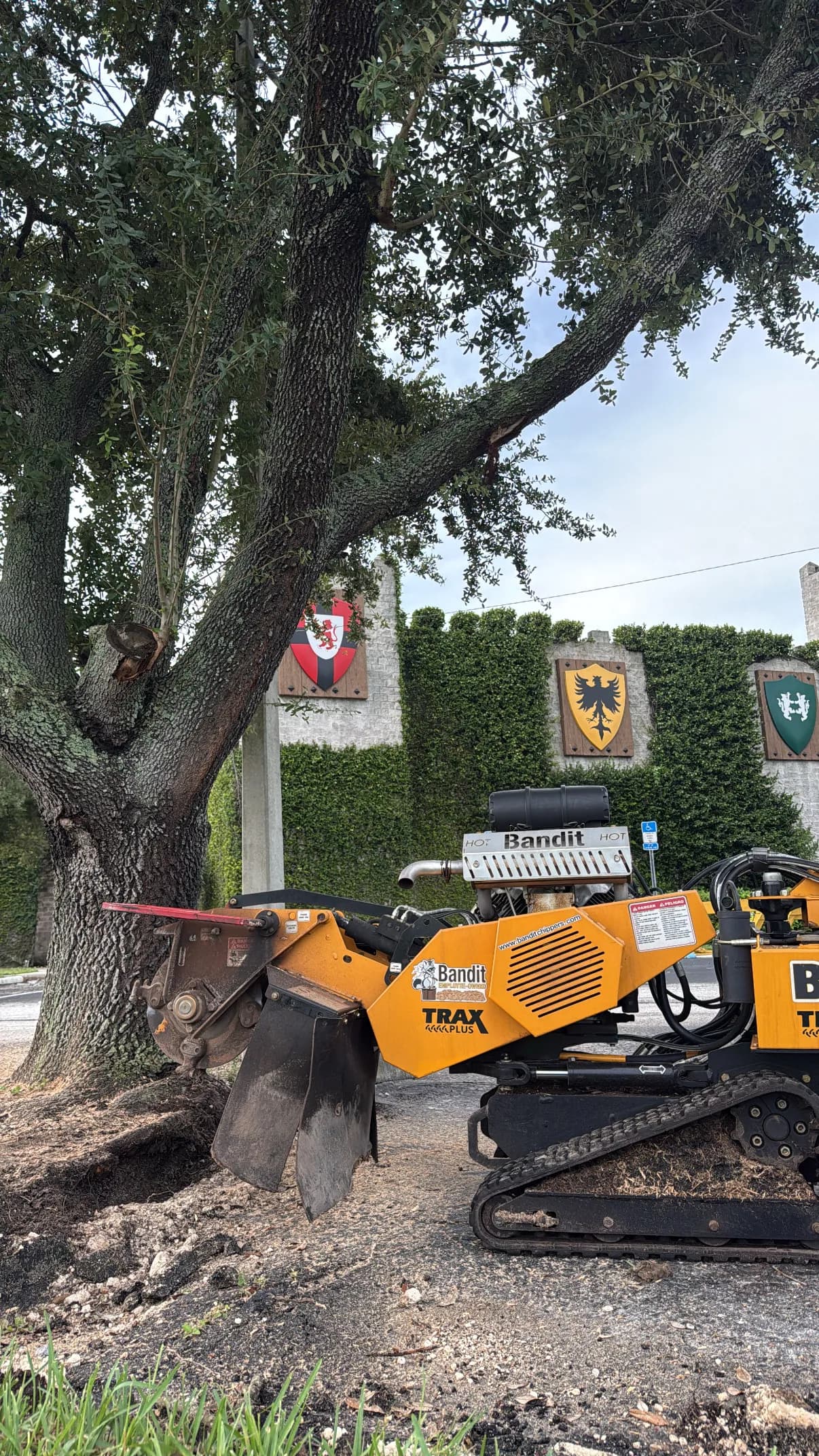 Gallery photos for Root Pruning at Medieval Times - A Job We're Proud Of: Image #3