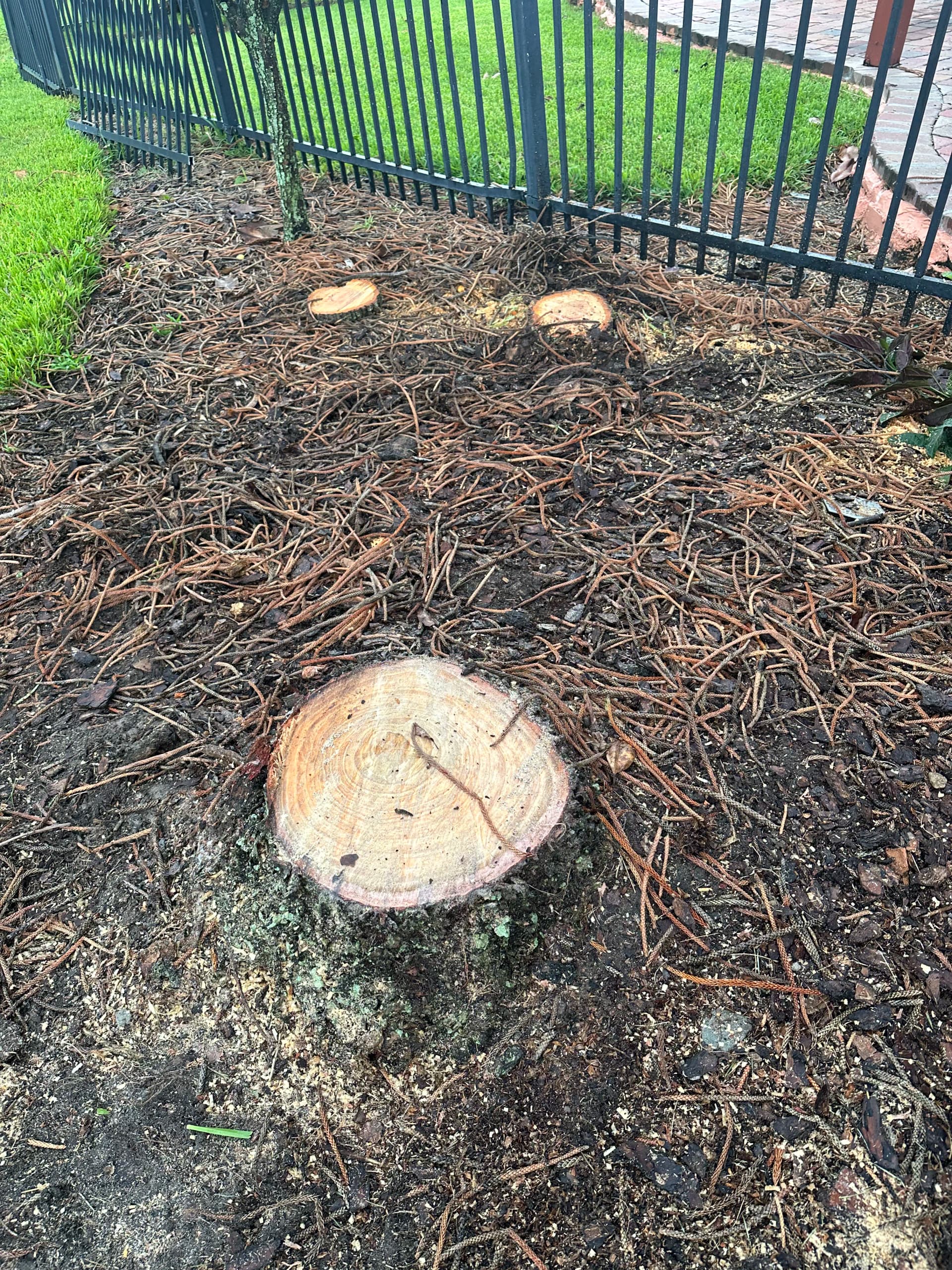 Stump Grinding Done Right in Orlando image