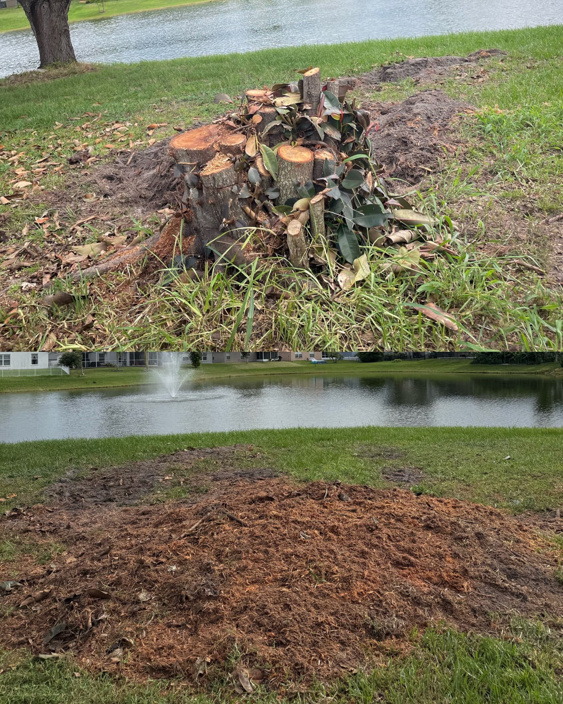 Stump Grinding That Cleaned Up More Than One Yard image