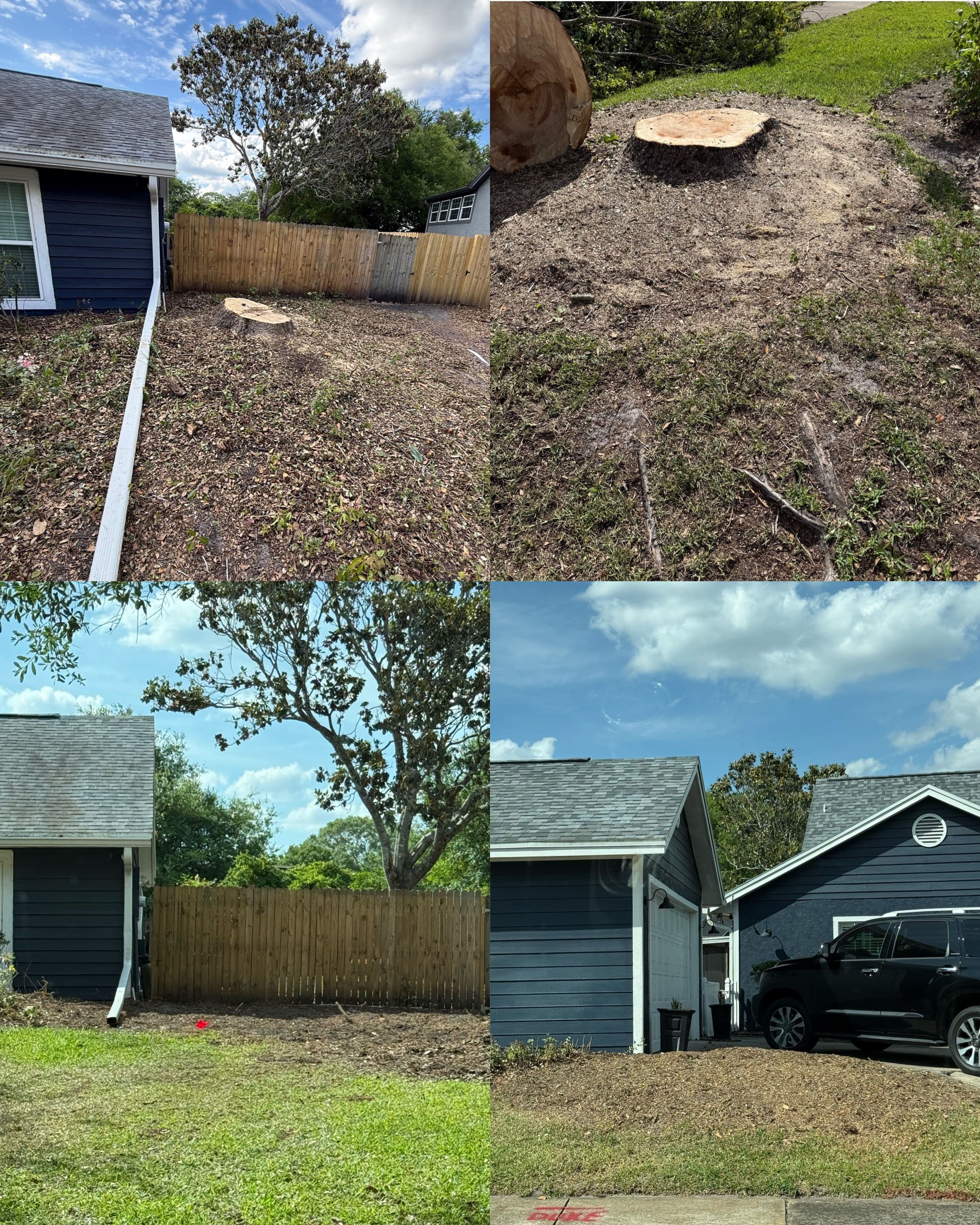 Project Two Camphor Stumps Gone and a Drainage Problem Solved image