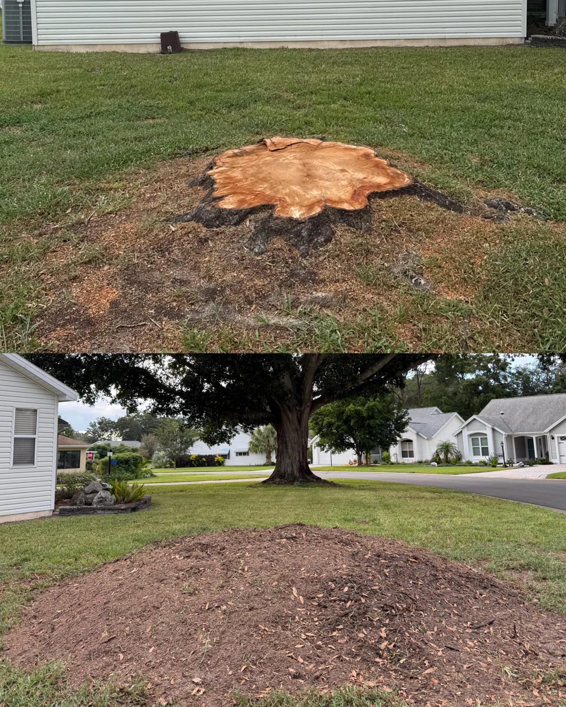 That Old Stump Was Doing More Damage Than You'd Think image
