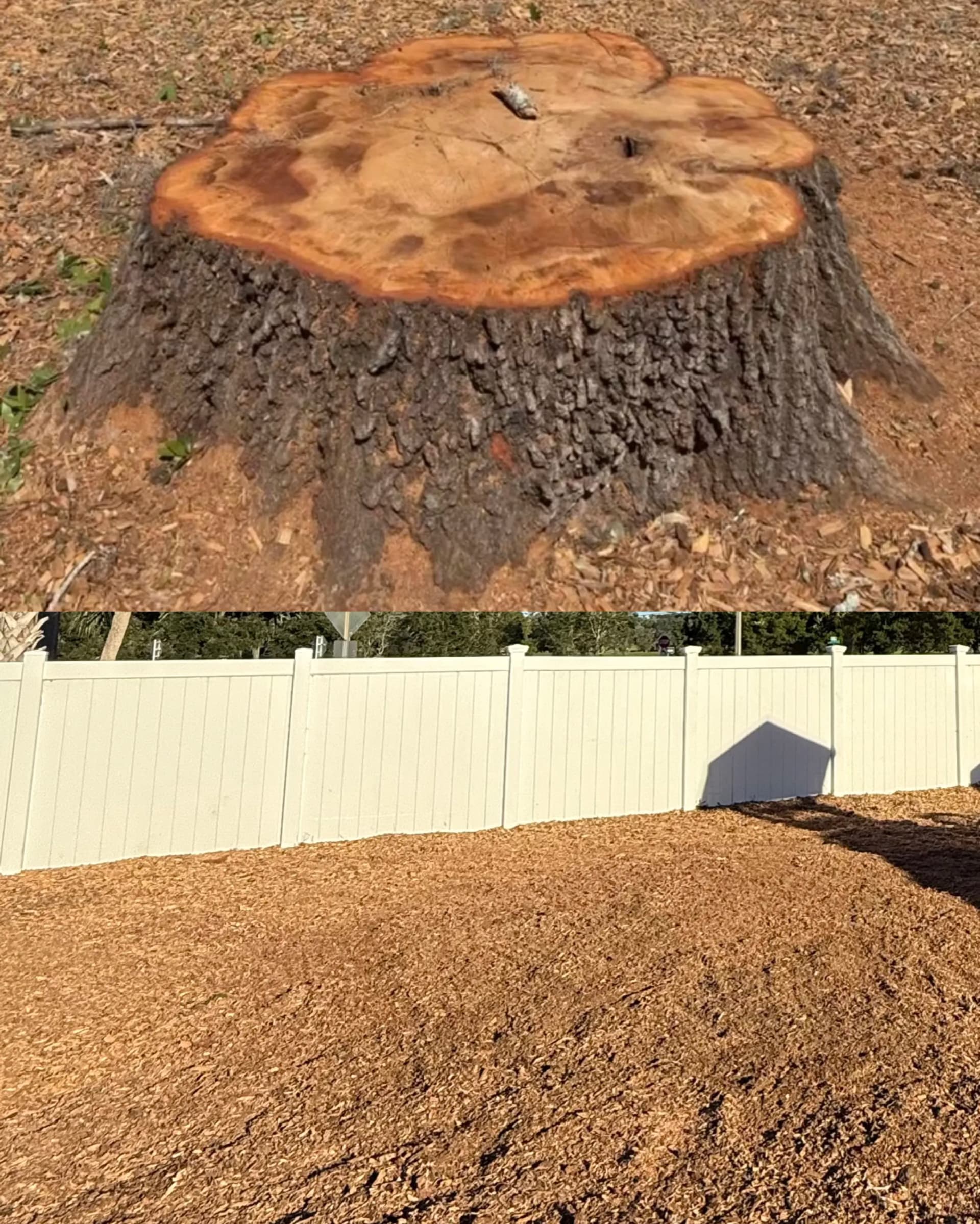 3 Stumps Gone at Montessori Preparatory School in Ocala image