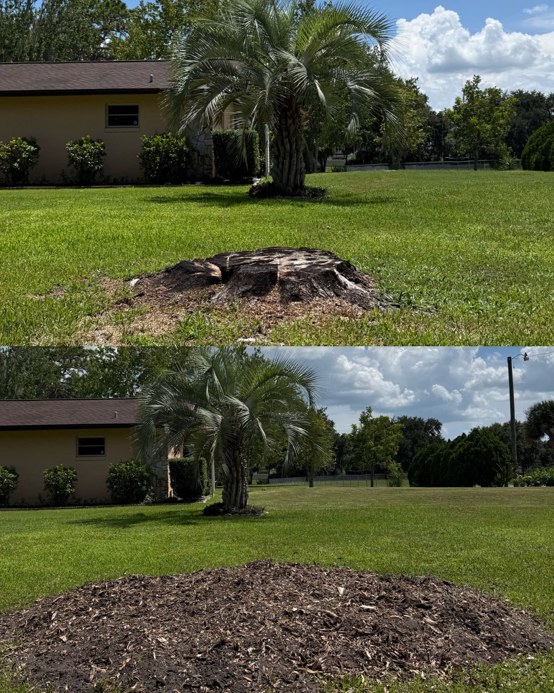 That Stubborn Palm Stump Is Gone for Good image