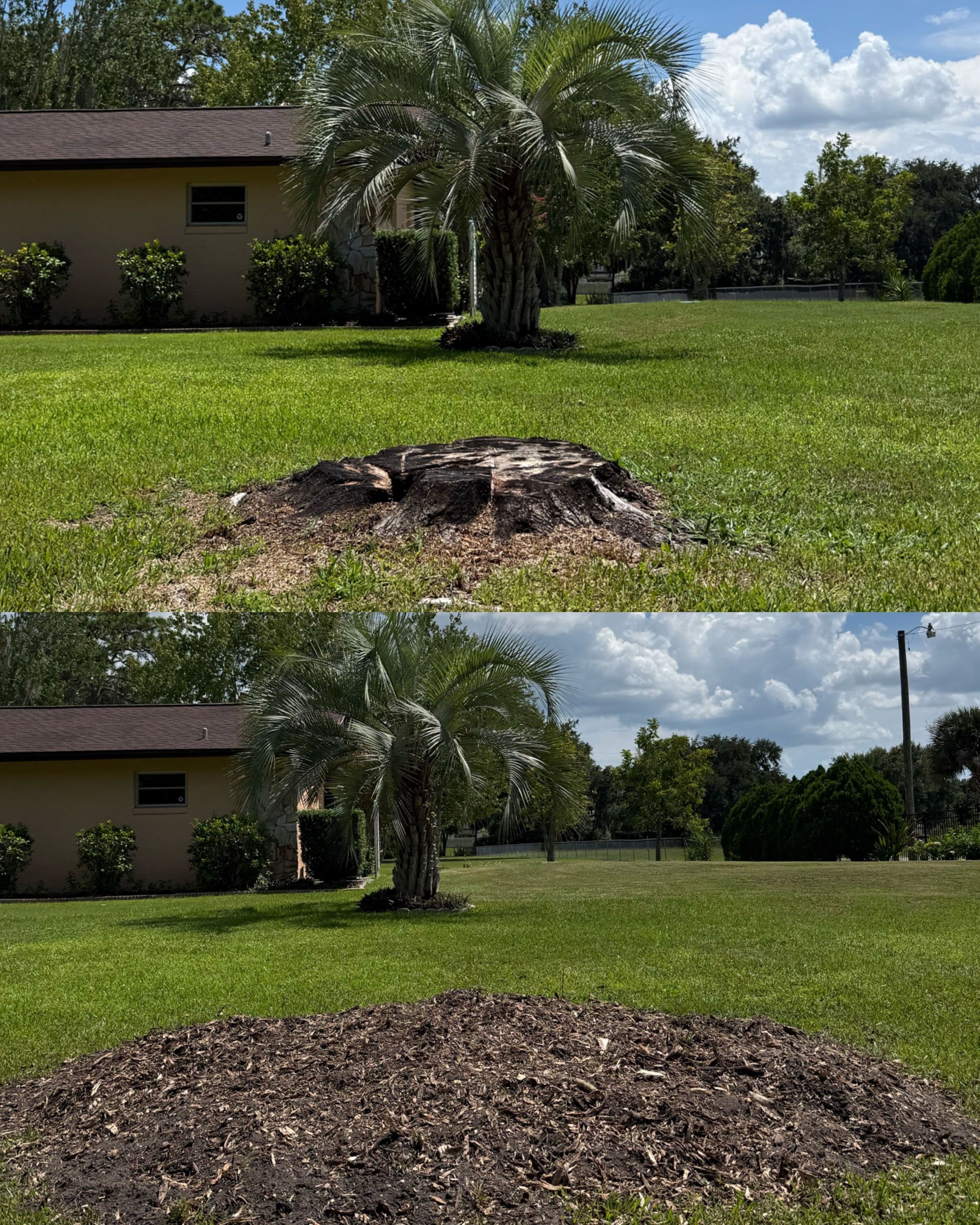 Project That Stubborn Palm Stump Is Gone for Good image