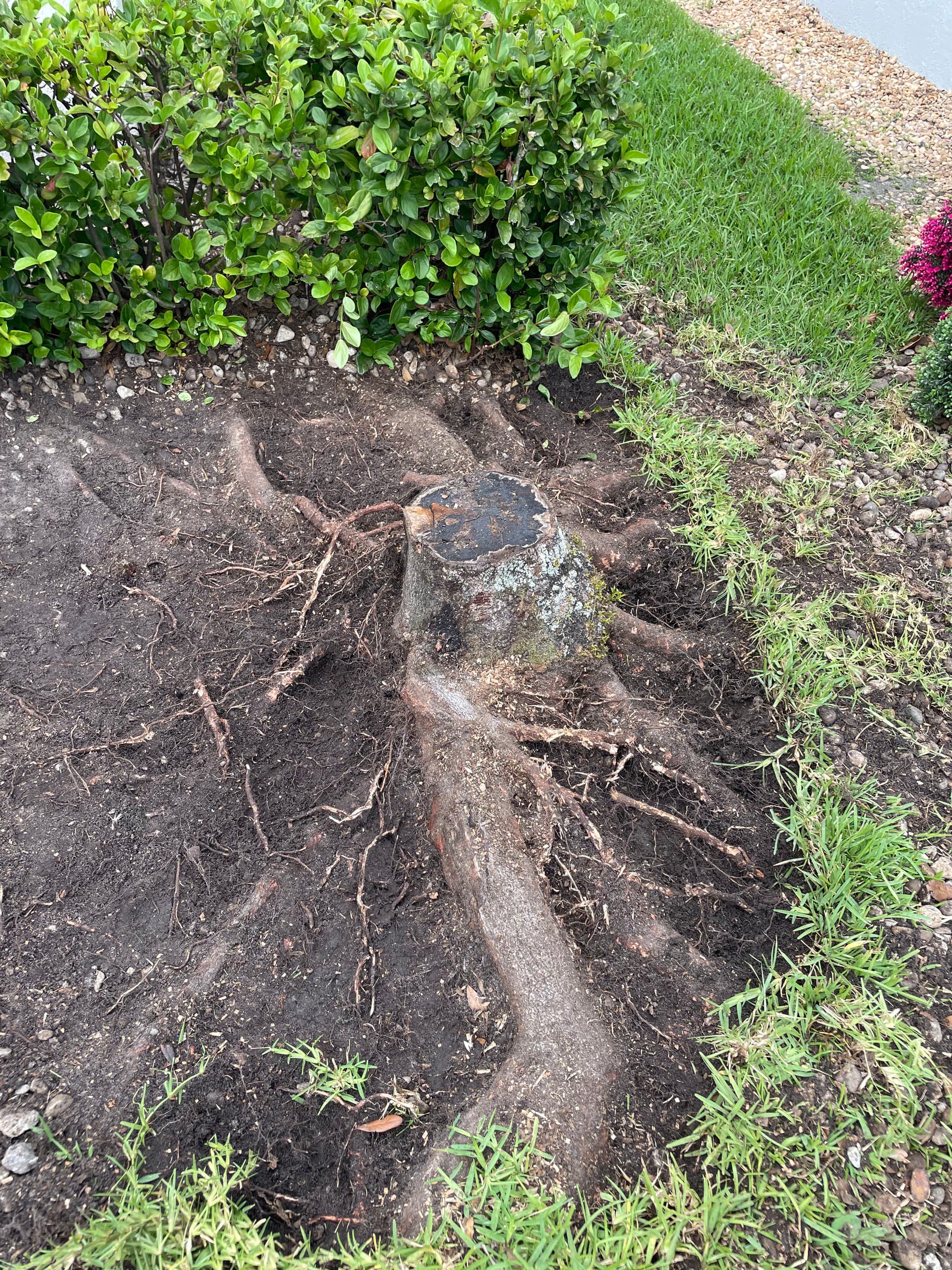 Gallery photos for What Has to Happen Before We Can Grind a Stump: Image #1