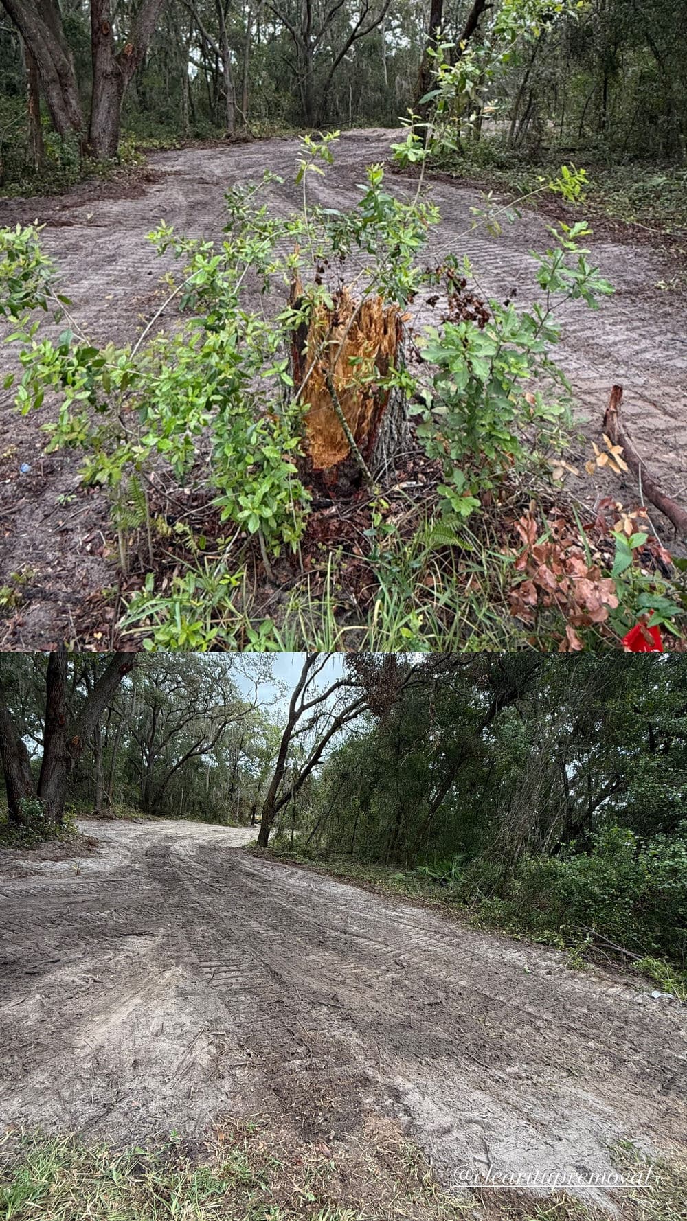 Cleared area with a tree stump and surrounding greenery, showcasing natural landscape restoration.