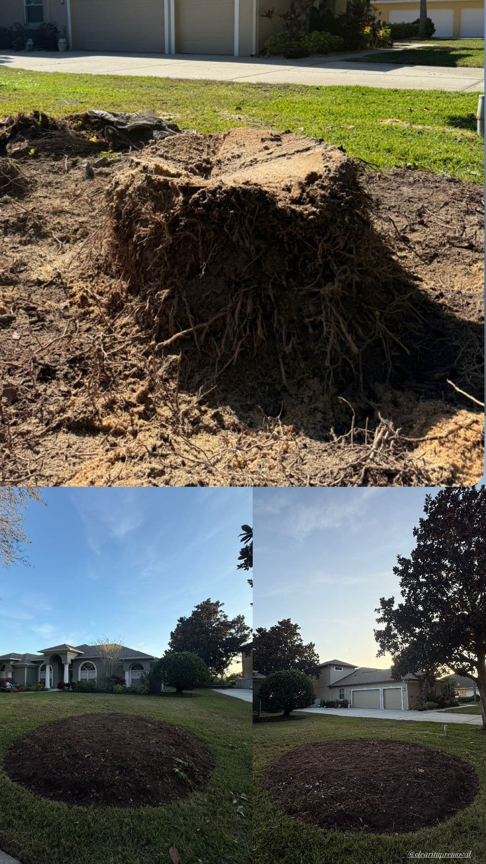 Tree stump removal showcasing roots and cleared dirt area in a residential yard.