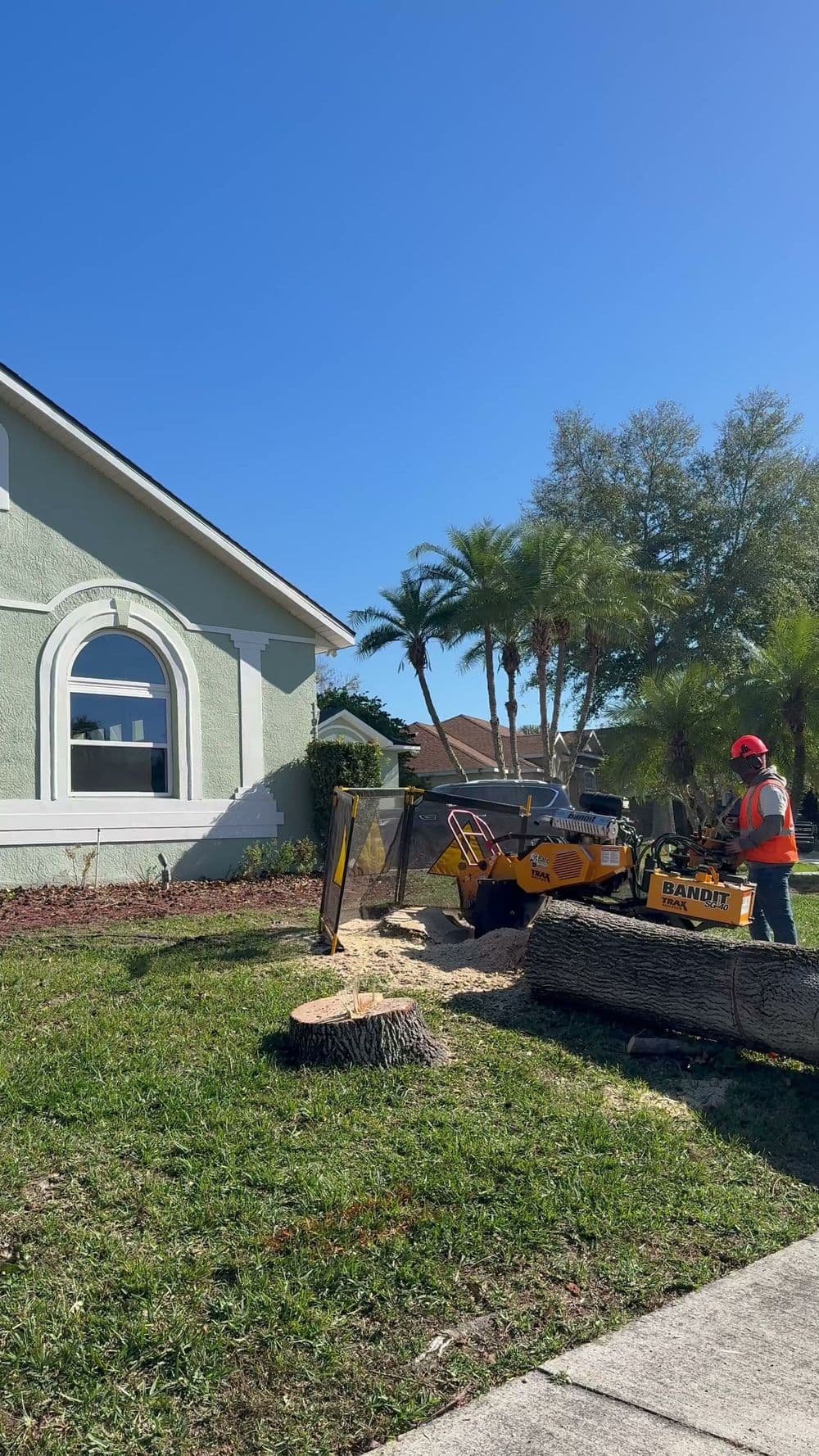 Tree removal service using a stump grinder in a residential yard with palm trees.