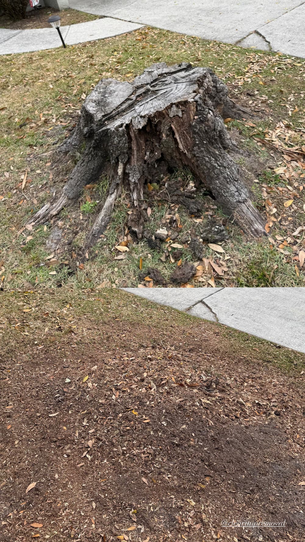 Tree stump with exposed roots and soil, surrounded by grass and fallen leaves.