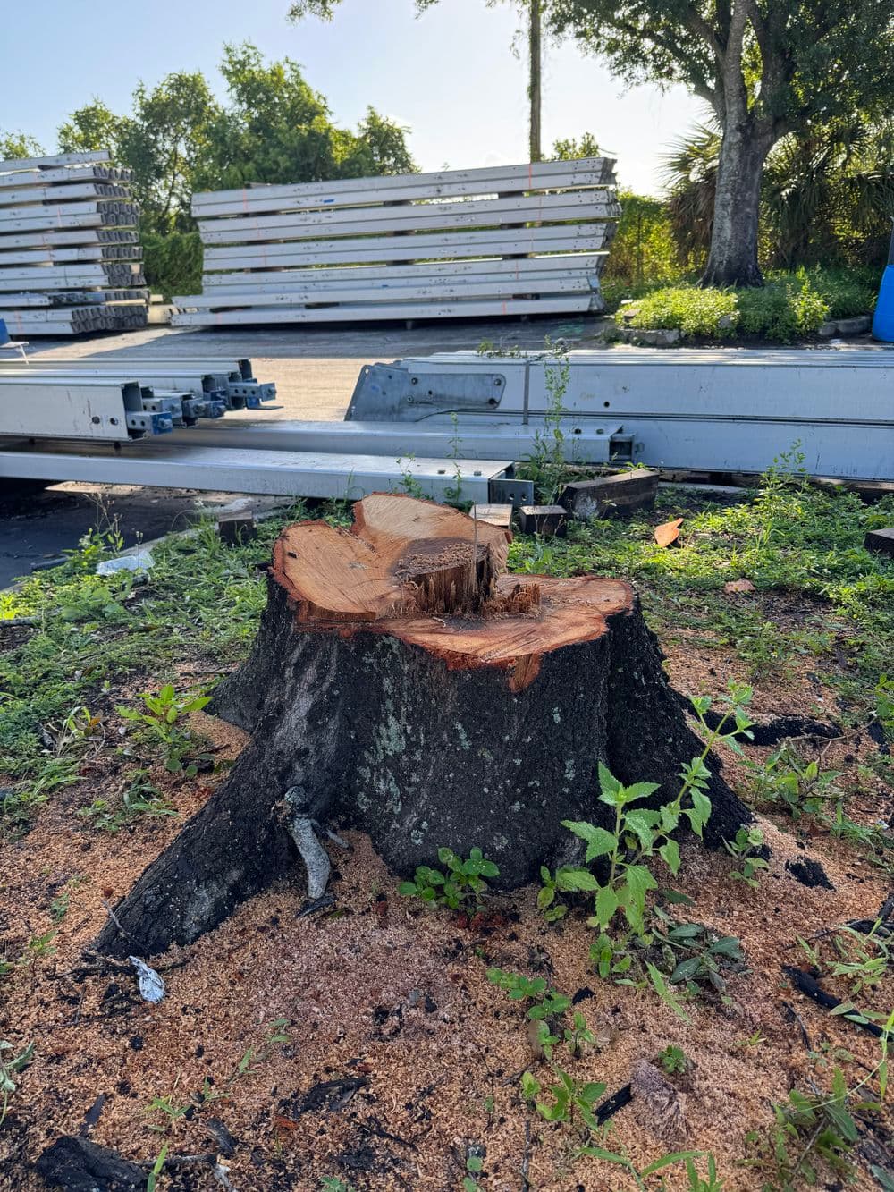 Tree stump surrounded by green foliage and wooden pallets in the background.