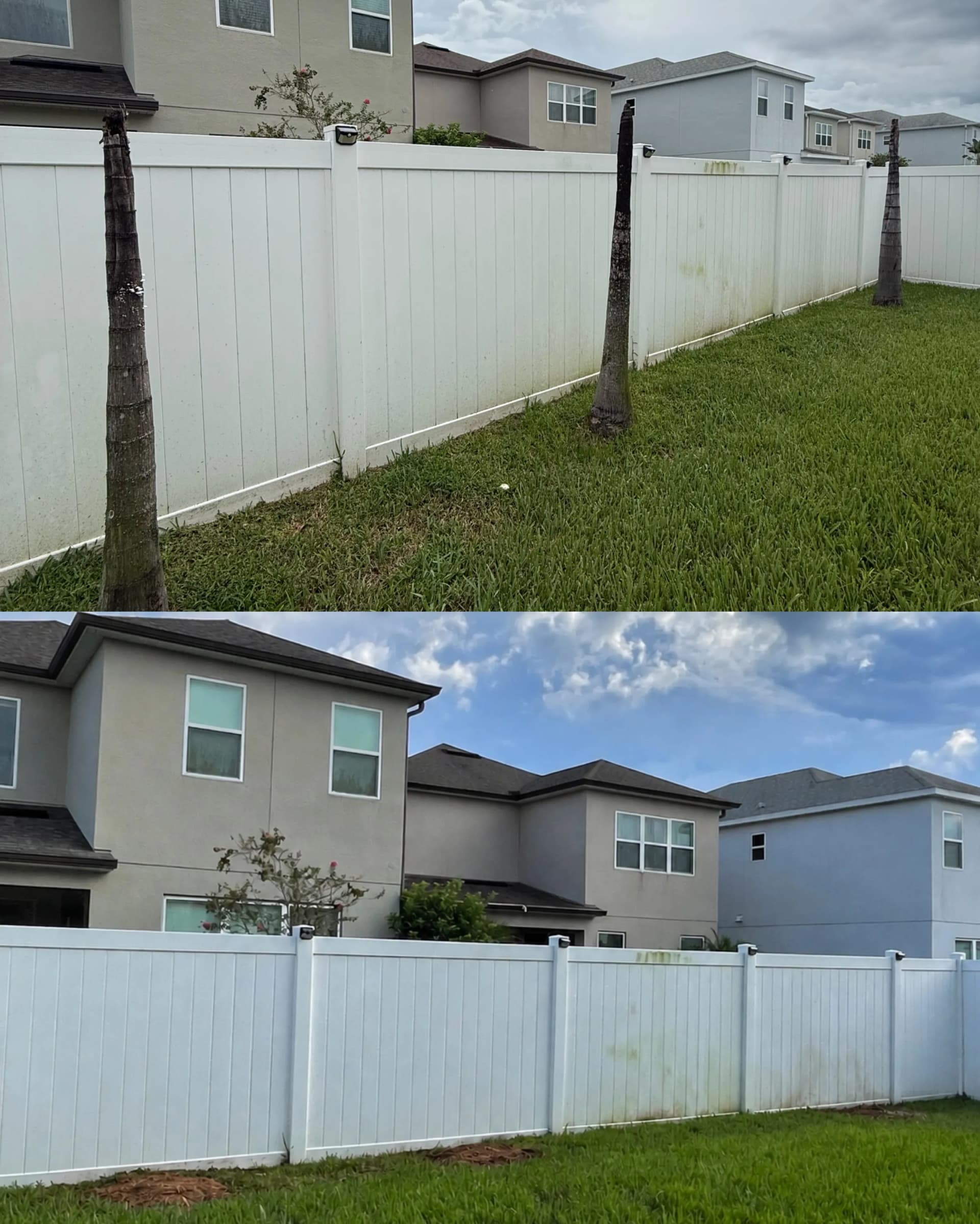 Dead Diseased Palms Gone - No Chainsaw Needed image